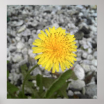 Dandelion Posters