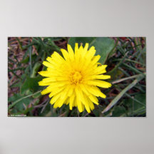 Dandelion Poster Print