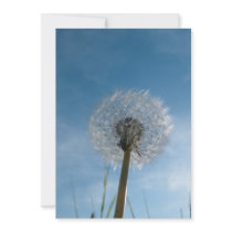 Dandelion Seed Head Invitation