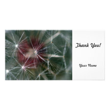 Dandelion Seed Head Photo Greeting Card