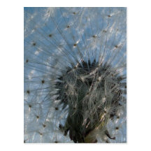 Dandelion Seed Head Post Card