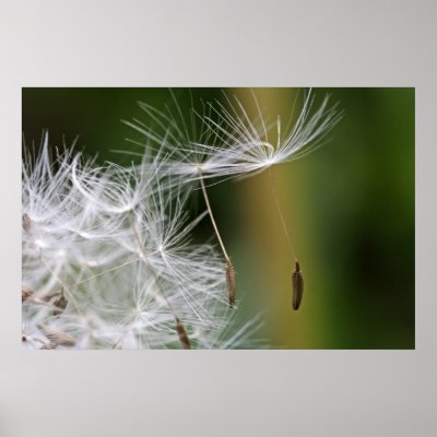 Dandelion Seeds Poster by studioaraminta