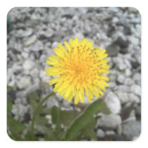 Dandelion Sticker