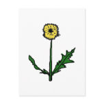 Dandelion T-shirts and Gifts Postcard