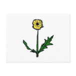 Dandelion T-shirts and Gifts Post Cards