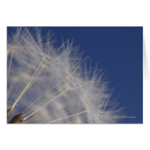 Dandelions cards
