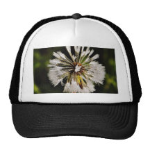 Dandelions Dew Hats