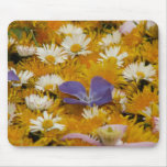dandelions etc mousemats
