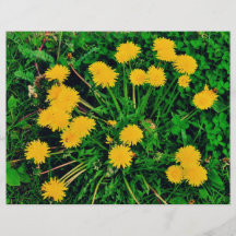 Dandelions Flyer Design