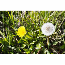 Dandelions On The Meadow Photo Cut Outs