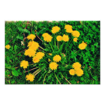 Dandelions Photo Print