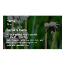 Dandelions White In Green Grass Business Card Template