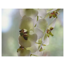 Dangling Orchid Brochure Paper Flyer
