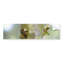 Dangling Orchids Bumper Stickers