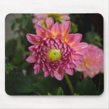 Danois de dahlia tapis de souris