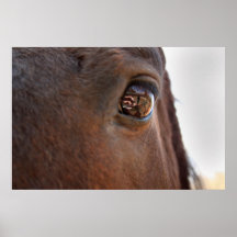 Dans l'oeil d'un cheval posters