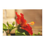 Dans mon jardin, fleur rouge de ketmie toile tendue