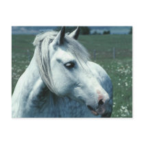 Dappled Grey in Flowered Pasture Postcards