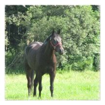 Dark Bay Horse Invitation