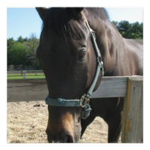 Dark Bay Thoroughbred Horse Invitation
