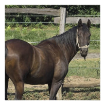 Dark Bay Thoroughbred Horse Invitation