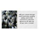 Dark Beauty Picture Card