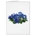 Dark Blue Hydrangea Lace Cap Greeting Cards