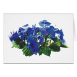 Dark Blue Hydrangea Lace Cap Greeting Card