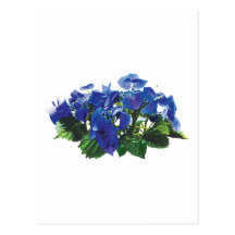 Dark Blue Hydrangea Lace Cap Post Card