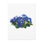 Dark Blue Hydrangea Lace Cap Post Card