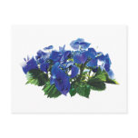Dark Blue Hydrangea Lace Cap Post Cards