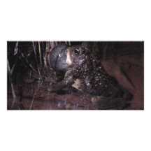 Dark Canyon Utah Aquatic Animals / Plants Frog Photo Card Template