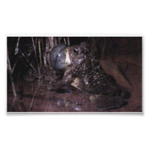 Dark Canyon Utah Aquatic Animals / Plants Frog Photo Art