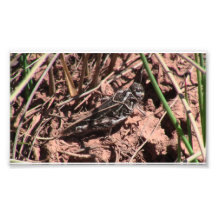 Dark Canyon Utah Insects / Arachnids Photo