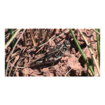 Dark Canyon Utah Insects / Arachnids Custom Photo Card
