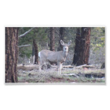 Dark Canyon Utah Mammals Deer Photo Art
