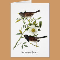 Dark-eyed Junco - John James Audubon cards