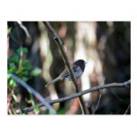 Dark-eyed junco on branch postcard