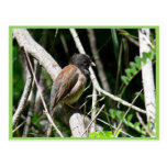 Dark-eyed junco post cards