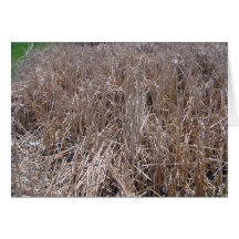 Dark Green Hedges Greeting Card