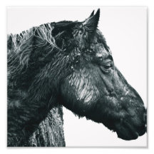 Dark Horse Photograph