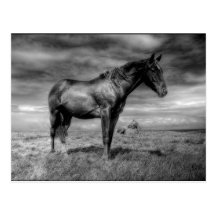 Dark Horse Postcard