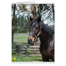 Dark Lipizon Horse Greeting Card