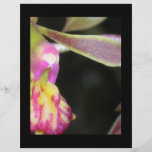 dark orchid flyer