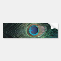 Dark Peacock Feather bumper stickers