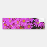 Dark Pink Chrysanthemums flowers Bumper Sticker