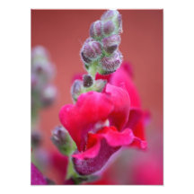 Dark Pink Magenta Red Snapdragon Flower Photo Print