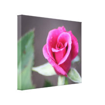 dark pink mini rose gallery wrapped canvas