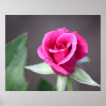 dark pink mini rose poster