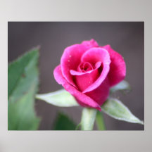 dark pink mini rose poster